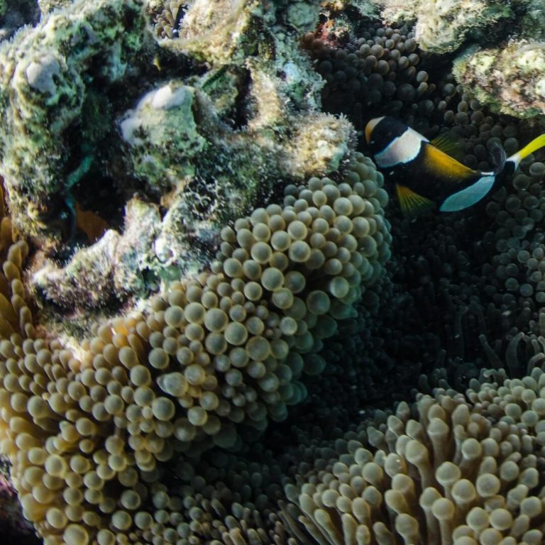 10oxen|Discovering South Muiron Island: Marine Life and Activities