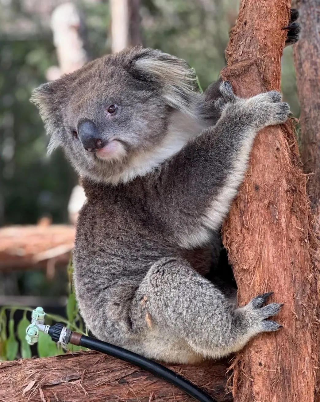 10oxen | What Is Yarra Valley Famous For? Top Attractions & Wineries 10oxen | What Is Yarra Valley Famous For? Top Attractions & Wineries