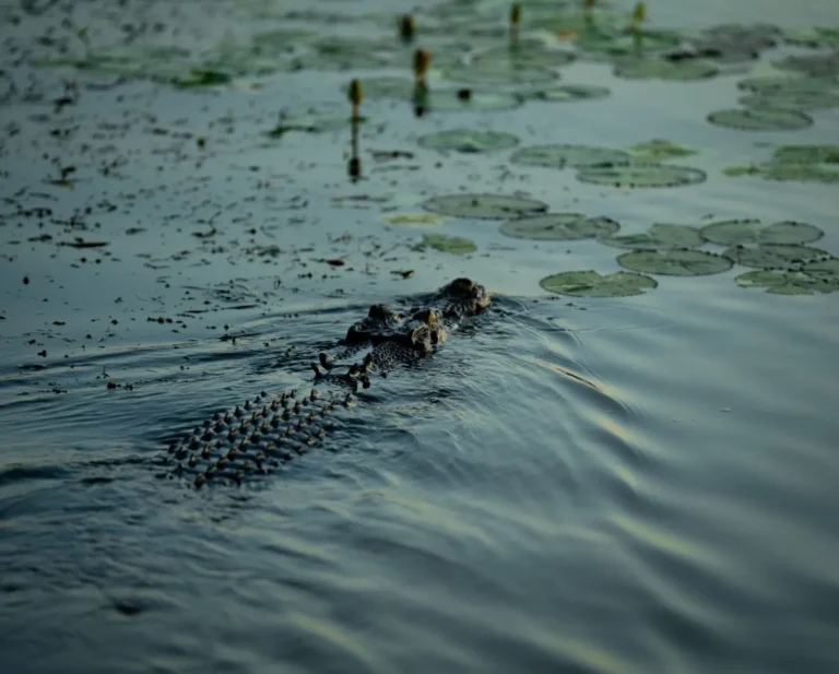 10oxen|Are There Crocodiles in Kakadu?