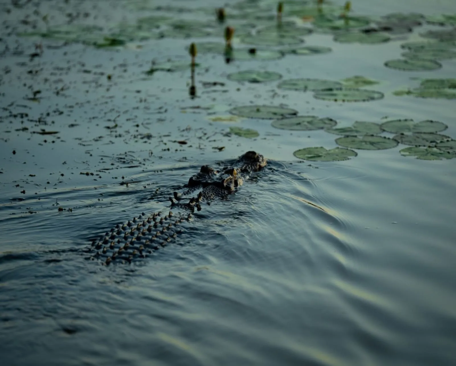 Are There Crocodiles in Kakadu