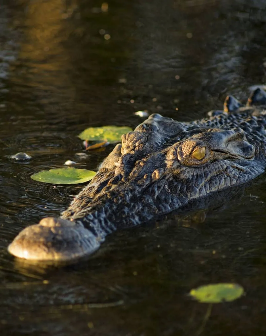 10oxen | Are There Crocodiles in Kakadu? 10oxen | Are There Crocodiles in Kakadu?